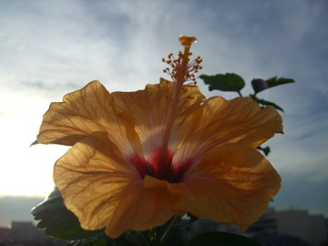 Hibiscus dans le ciel