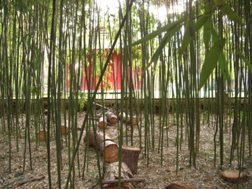 Paravent de bambous